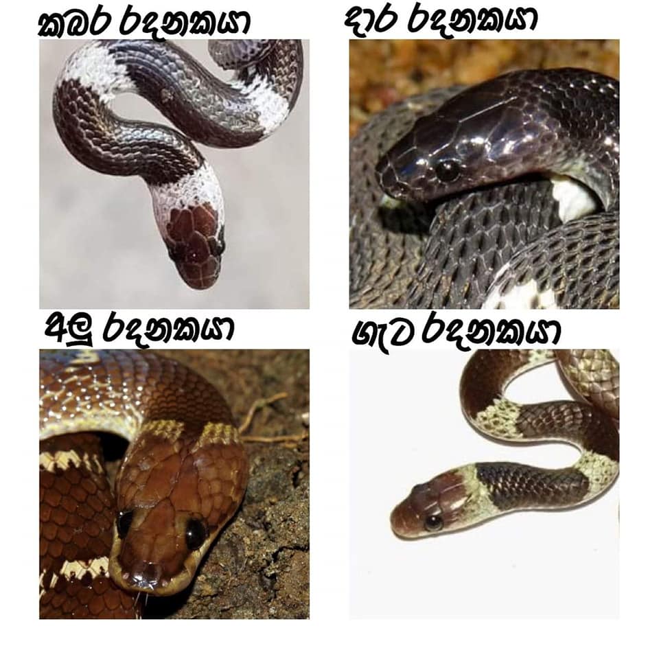 රදනකයින් හිස.jpg