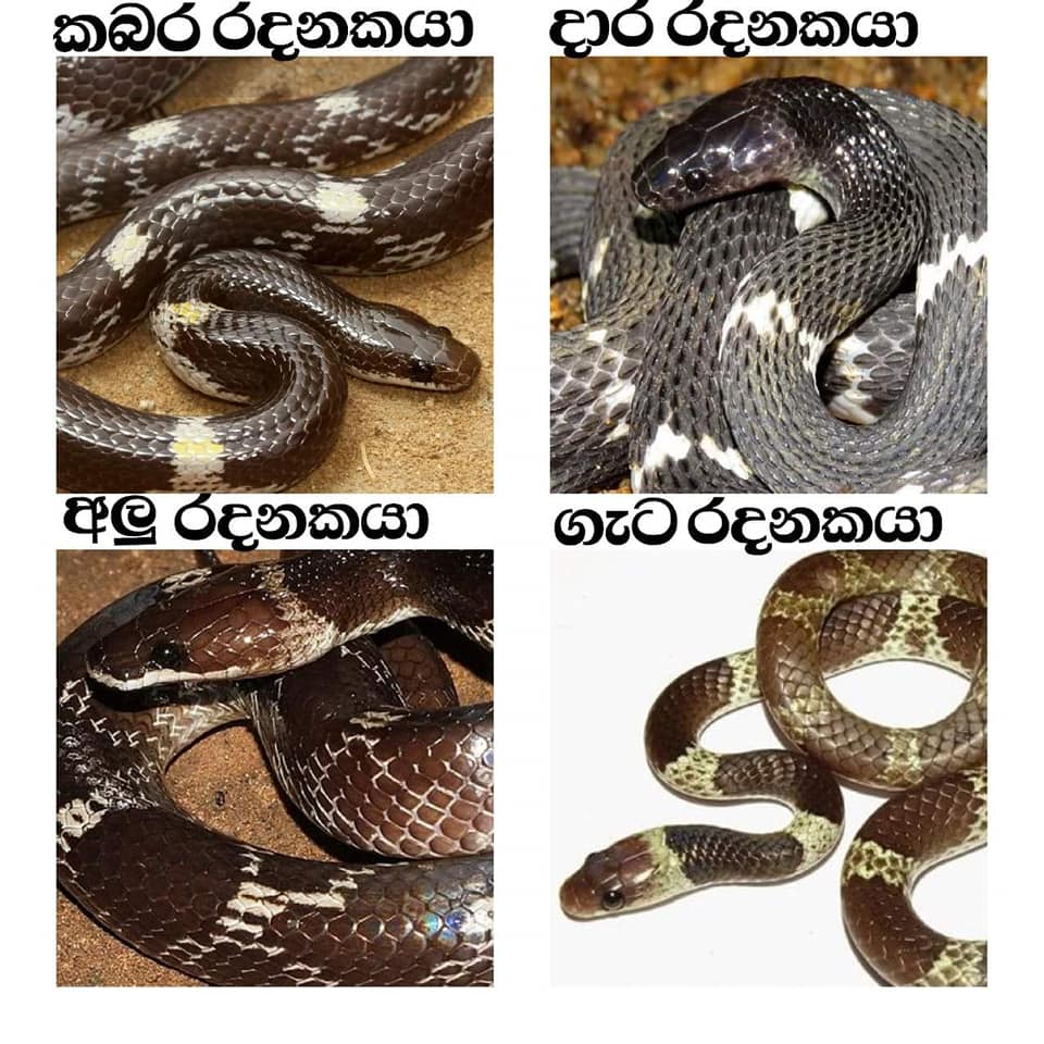 රදනකයින්.jpg