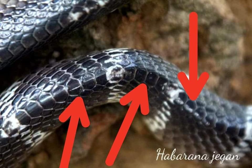 ෂඩස්‍රාකාර කොරල පේලිය.jpg
