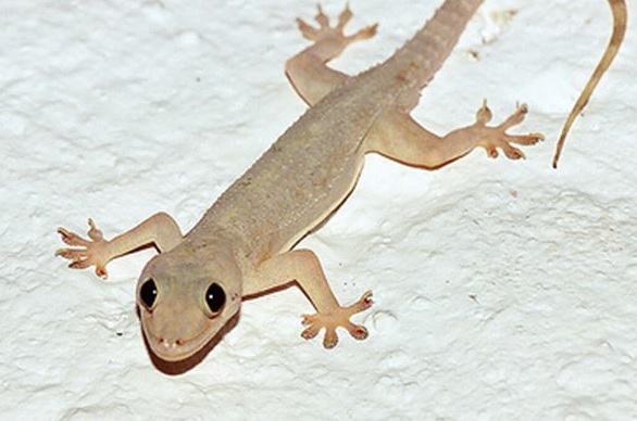 හූනා.jpg