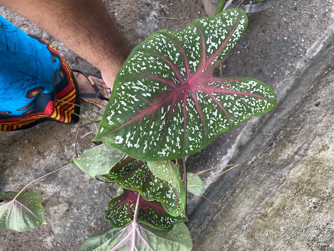 06081447-3860-4193-8915-F69D9B54A710.jpeg
