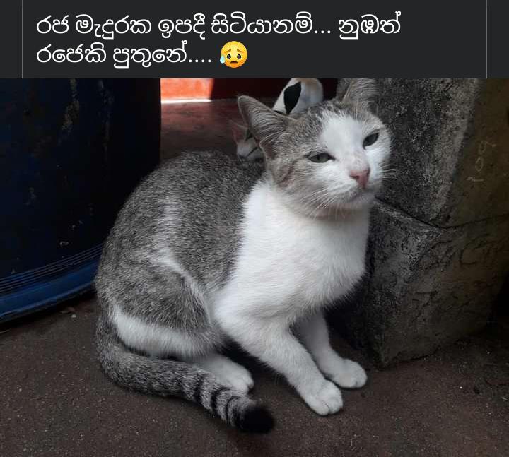0c34539f2e044f4ca37d01431a1cc799.jpg