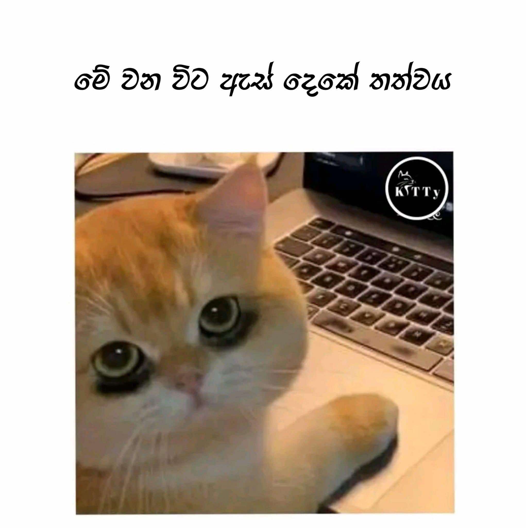 1000031733.jpg