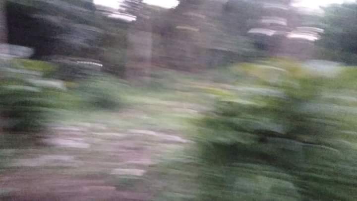 1000032631.jpg