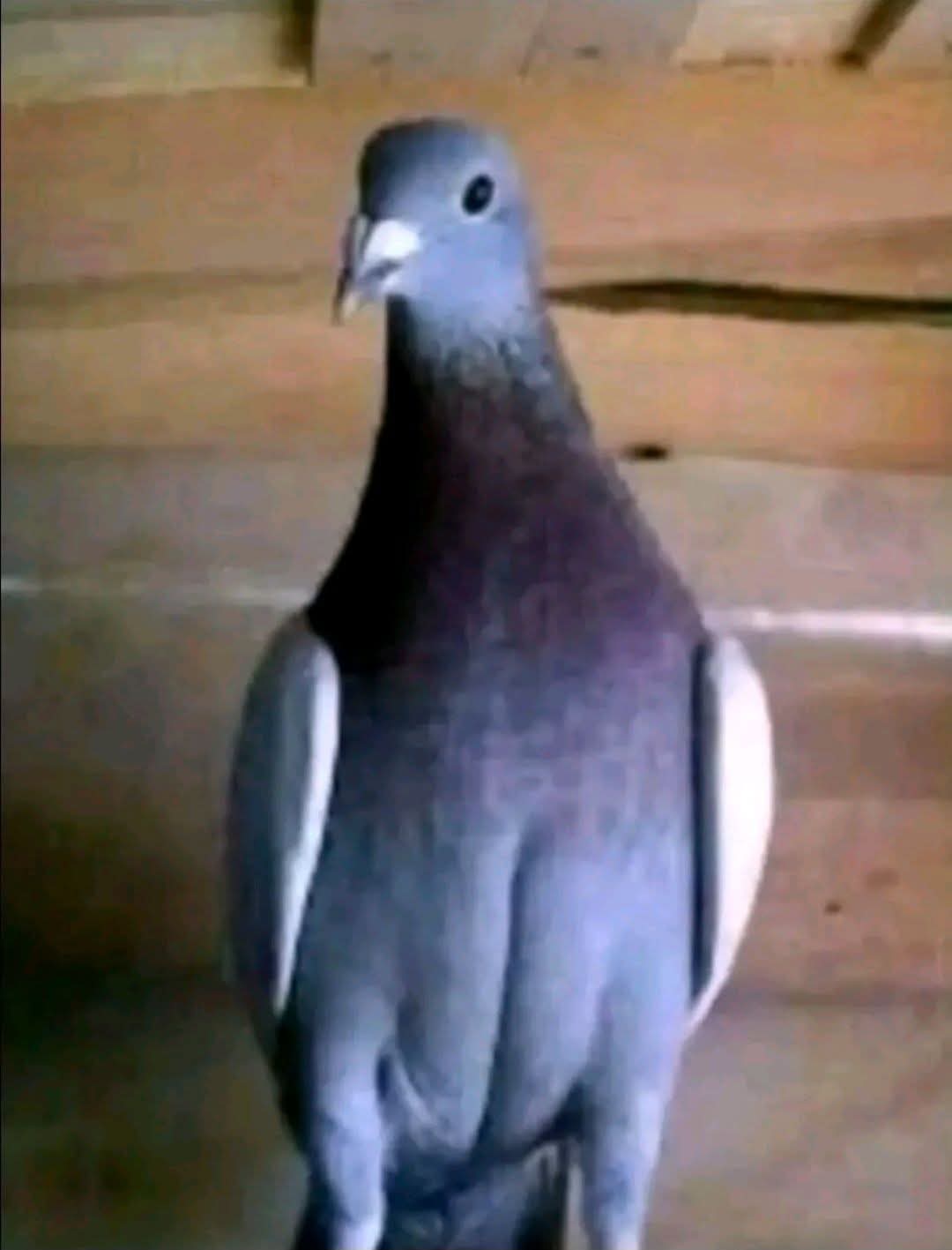 1000107872.jpg