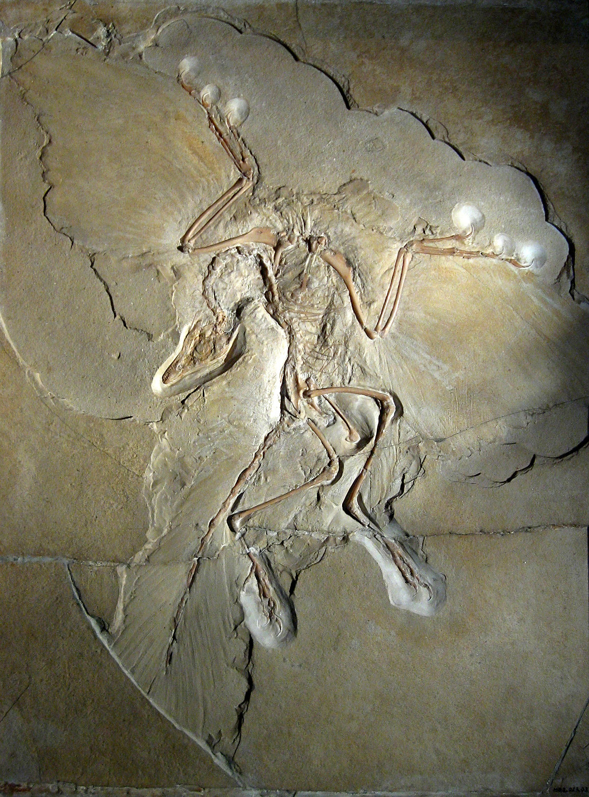 1200px-Archaeopteryx_lithographica_(Berlin_specimen).jpg