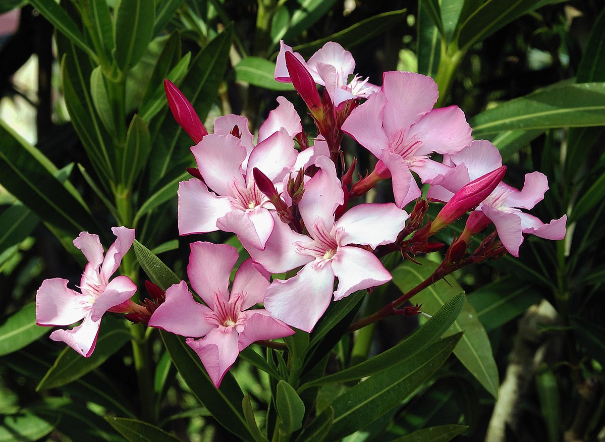 1200px-Nerium_oleander_flowers_leaves.jpg