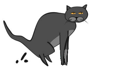 130467482-cat-behavior-image.jpg