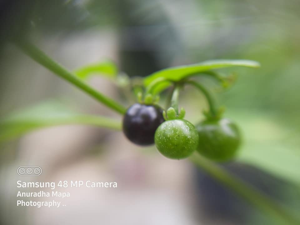 133517440_2295948800537680_1324096588204817519_n.jpg