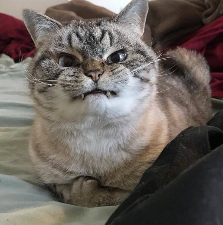 16 Cats Who Have Had It With You _ Cuteness.jpeg