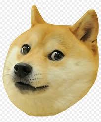 Image result for doge doggo