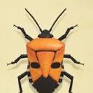 man faced insect සඳහා පින්තුර ප්‍රතිඵල