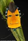 man faced insect සඳහා පින්තුර ප්‍රතිඵල