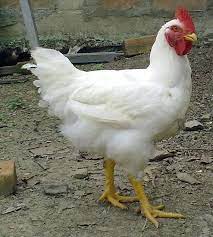 1631176675751.jpeg
