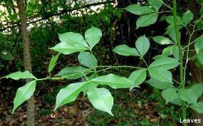 Herbal plants Sri Lanka: Kudu Mirissa-Toddalia aculeata