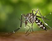 Image result for dengue mosquito