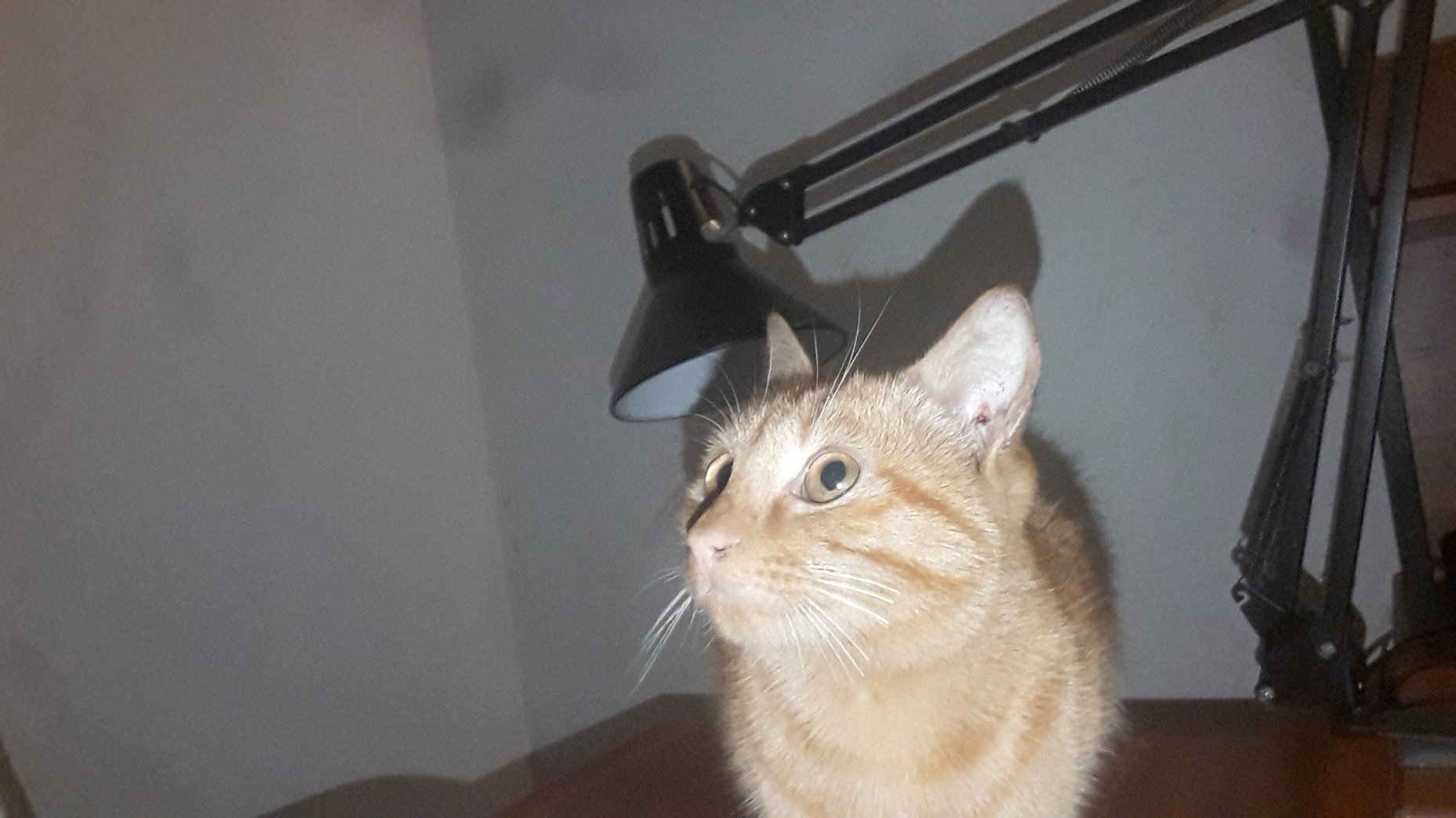 1709737653124.jpeg