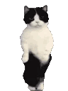 1723405481109.gif
