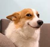 Smiling Corgi Dog Meme Template, #meme #memes #memesdaily #memepage  #memes😂 #dogmemes #dogmeme #dogmemesdaily #corgi #corgipuppy