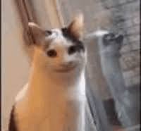 Creepy Smiling Cat GIFs | Tenor