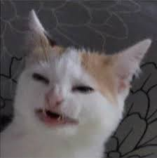 1729973165852.png