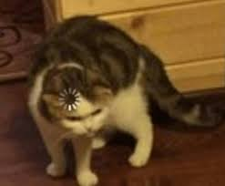 1730121546302.png