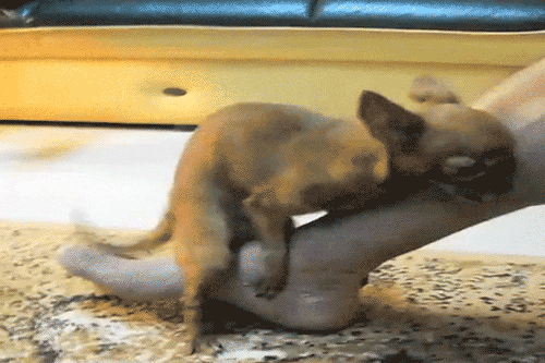 17477950.gif