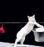 1763374476415.gif