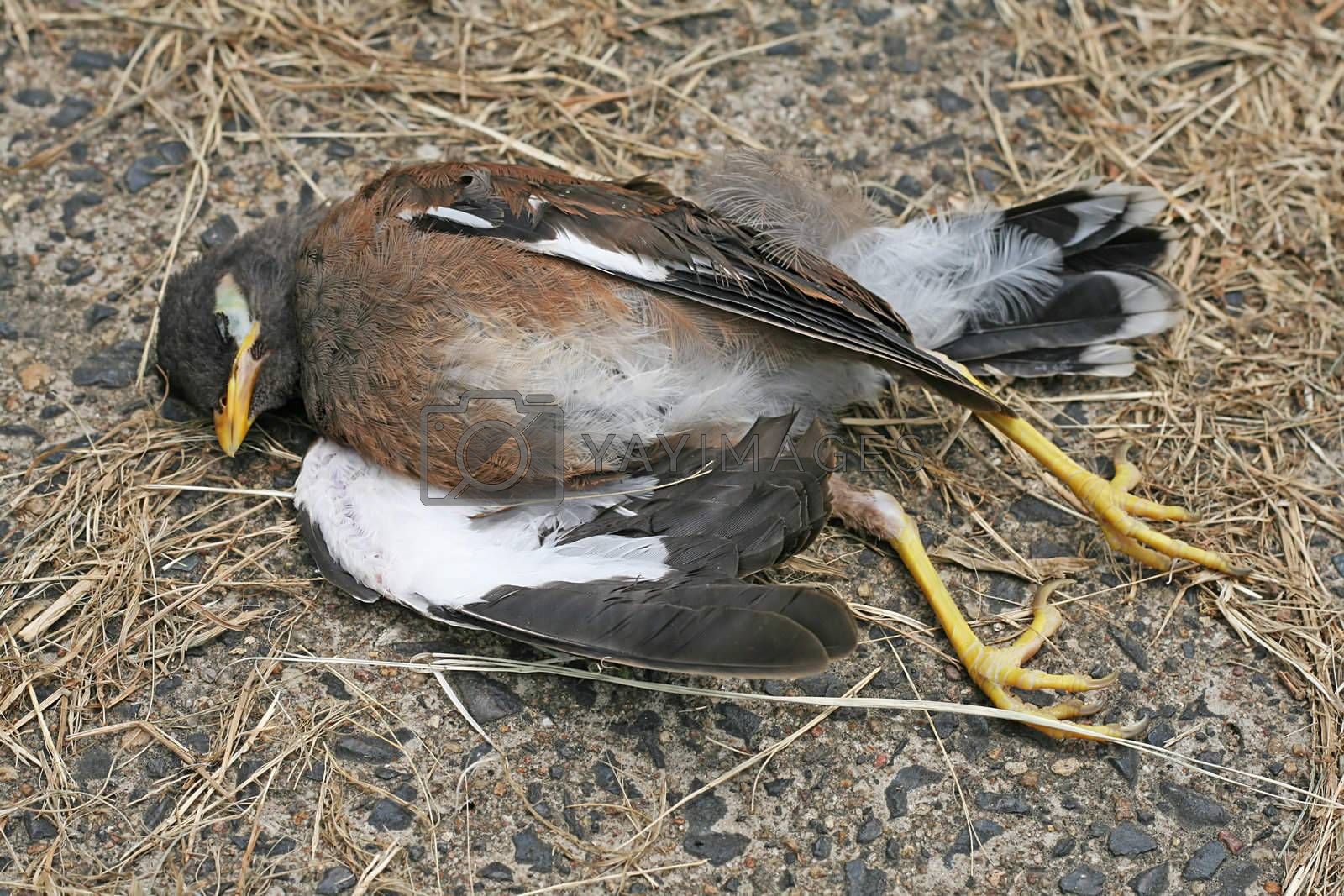 1a10d9.jpg