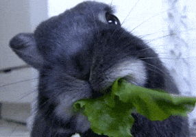 200 (2).gif