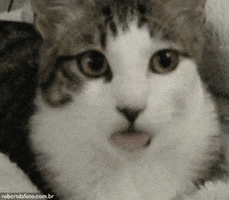 200 (8).gif
