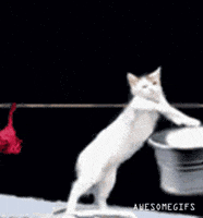 200.gif