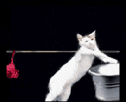 200.gif