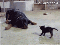 200w.gif