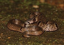 220px-Oligodon_sublineatus_(10.3897-zse.91.4971)_Figure_1.jpg