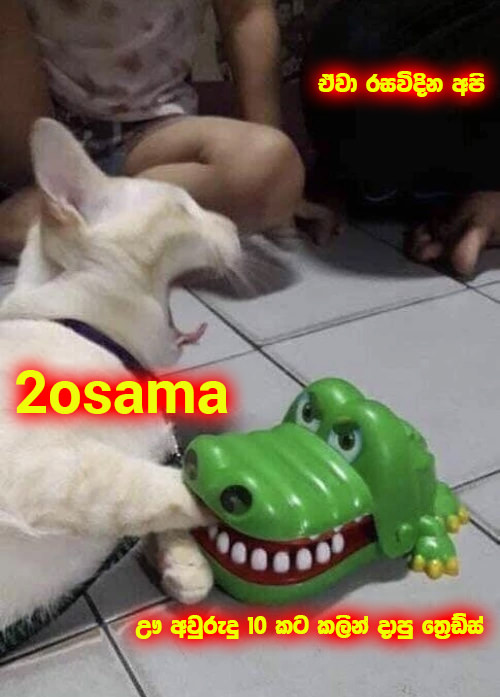 2osama-Cat.jpg