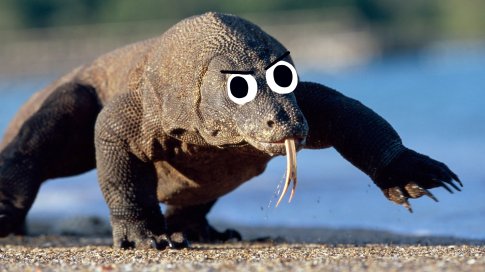 3-predator-komodo.jpg