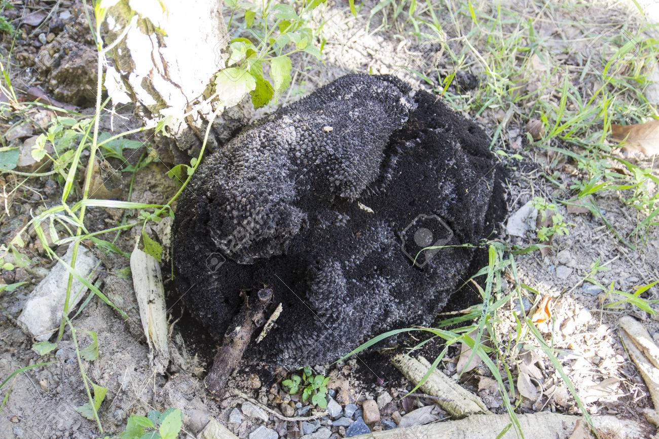 31072780-a-black-rotten-jackfruit-on-the-ground.jpg