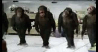 325px-Dancing_Chimps.gif