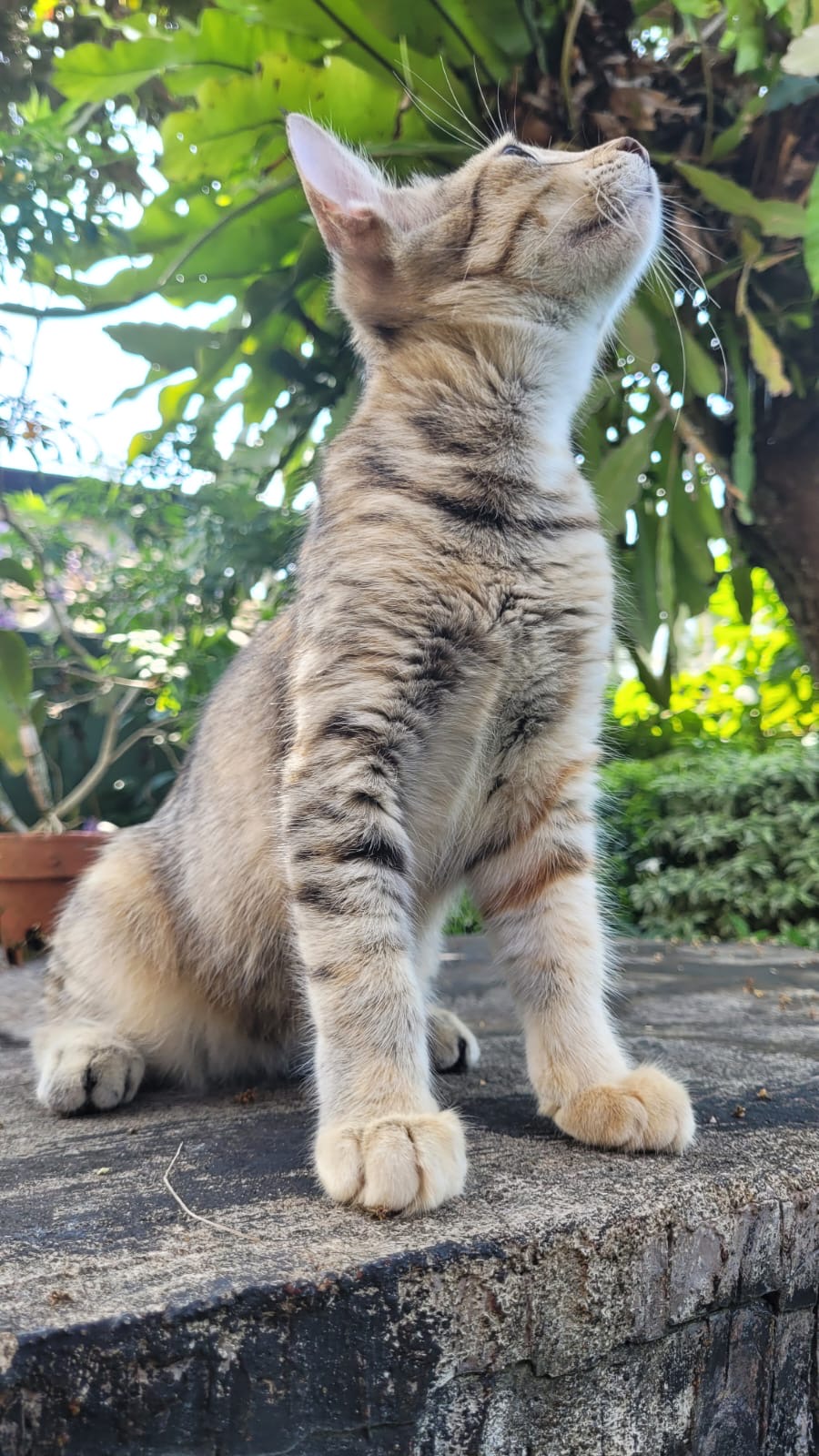 40a18536-ae52-4cea-be91-5af85240886e.jpeg
