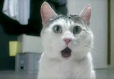 4de7f67fa456e2e4fbfcdd43bde6a560--birthday-memes-birthday-cats.jpg