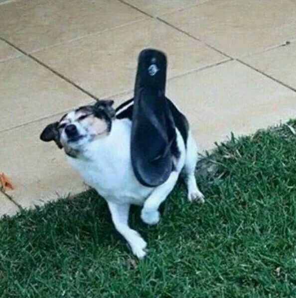 4yt25k.jpg
