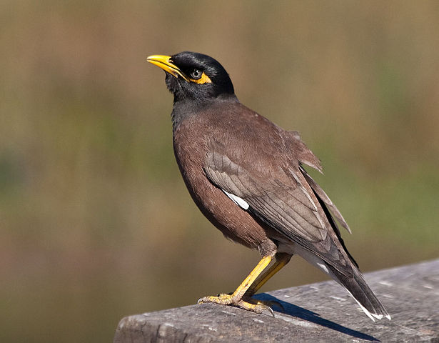 615px-Acridotheres_tristis_-Sydney,_Australia-8.jpg