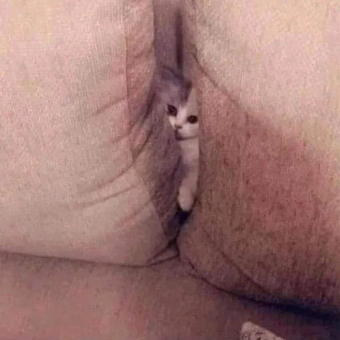 A-Lovely-Cat.jpg