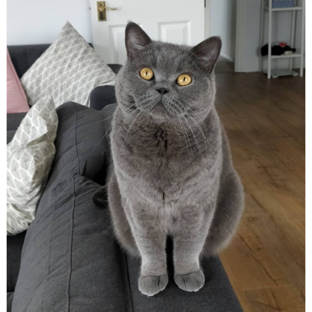 Alfie.png