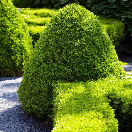 American_Boxwood_7_FGT_450x.jpg