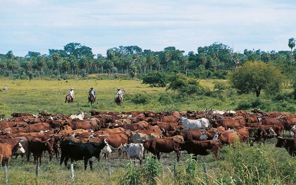 americas-beef-obsession-4_copy_600x375.jpg