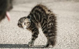 angry-cat.jpg