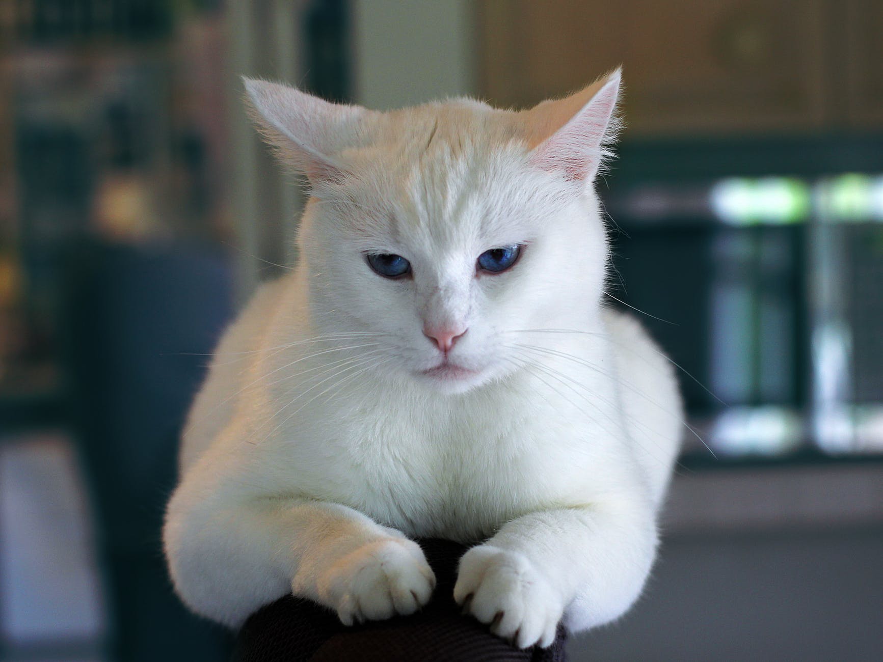 animal-sitting-animals-inside.jpg