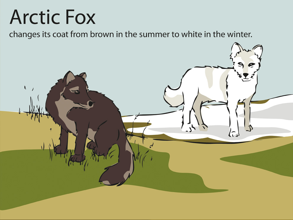 arctic-fox.jpg